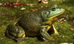 牛蛙饲养爆料视频播放大全,揭秘热门爆料视频播放大全